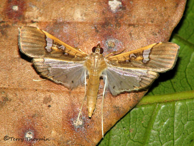 Moth E1a - RN.jpg