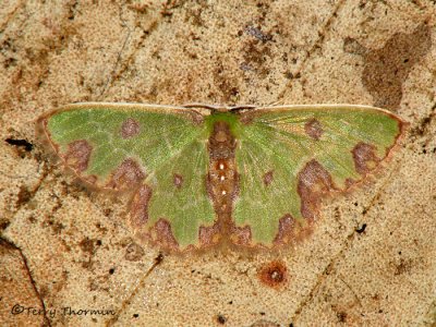 Synchlora gerularia (Geometridae) - RN.jpg