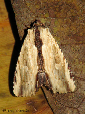 Moth N2a - RN.jpg