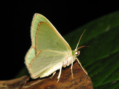 Moth O2a - RN.jpg