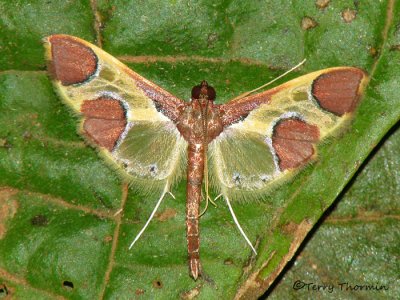 Syllepis sp. - Pyralid Moth U2a - RN.jpg