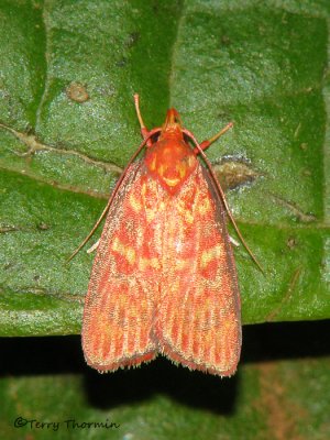 Moth W2a - RN.jpg