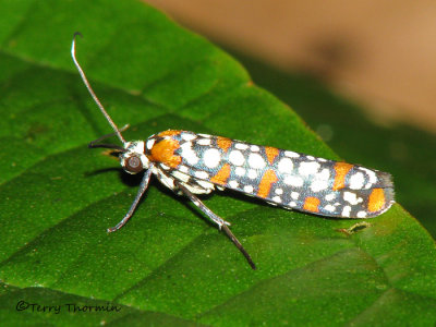 Webworm Moth A3a - RN.jpg