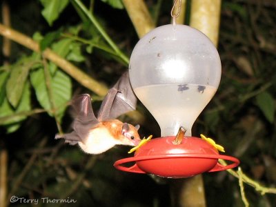 Orange Nectar Bat 1a - RN.jpg