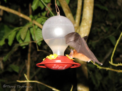 Orange Nectar Bat 2a - RN.jpg
