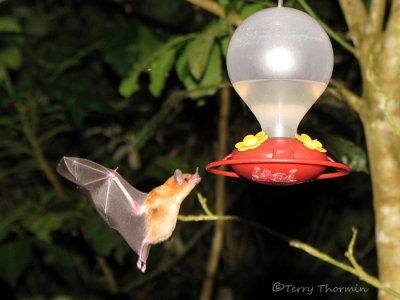 Orange Nectar Bat 3a - RN.jpg