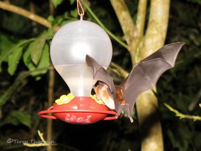 Orange Nectar Bat 4a - RN.jpg