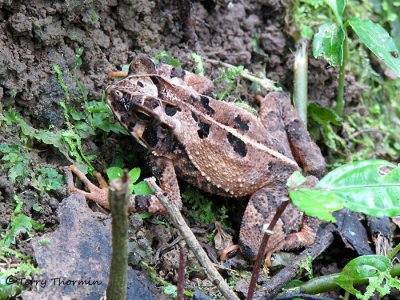 Wet Forest Toad - Bufo melanocloros 1a - RN.jpg