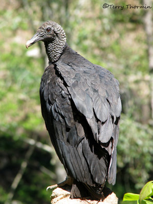 Black Vulture 10 - Sav.JPG