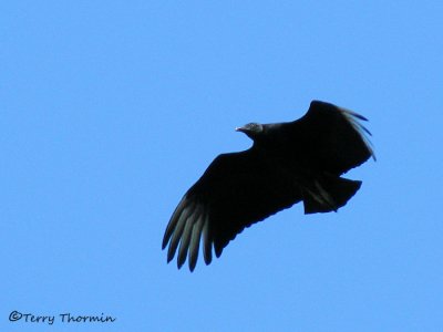 Black Vulture in flight 6a - Sav.jpg