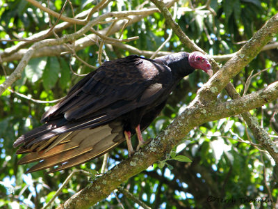 Turkey Vulture 6a - Sav.jpg