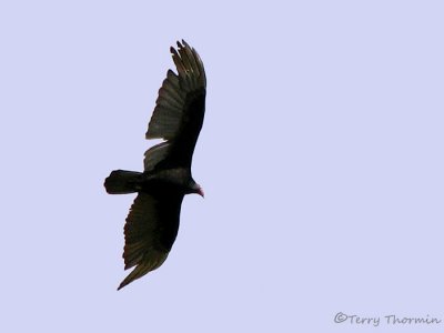 Turkey Vulture in flight 5a - Sav.jpg