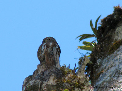 Costa Rican Pygmy Owl 1a - Sav.jpg