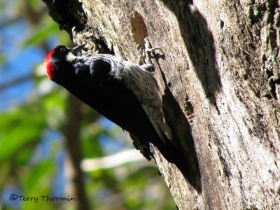 Acorn Woodpecker 1a - Sav.jpg
