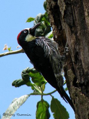Acorn Woodpecker 7a - Sav.jpg