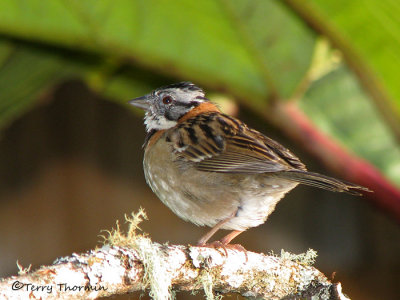 Rufous-collared Sparrow 2a - Sav.jpg