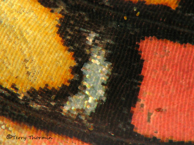 Butterfly wing B3a - Sav.jpg