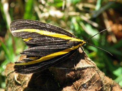 Arctiid moth A1a - Sav.jpg