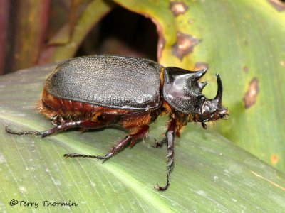 Rhinoceros beetle A1a - Sav.jpg