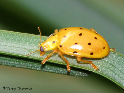 Leaf beetle C2a - Sav.jpg