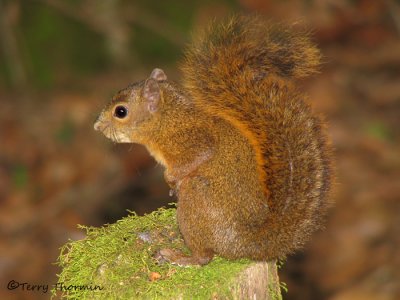 Red-tailed Squirrel 1a - Sav.jpg