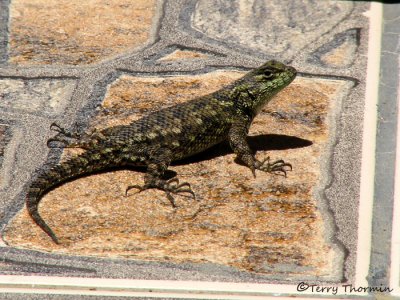 Spiny Lizard - Sceloporus malachiticus 1a - Sav.jpg