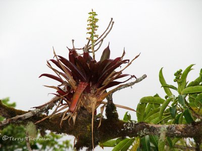 Bromeliad H1a - Sav.jpg