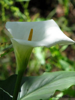 Arum Lily - Zantedeschia aethiopica 3a - Sav.jpg