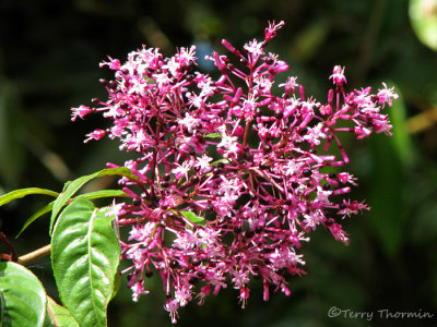 Fuchsia paniculata 1a - Sav.jpg