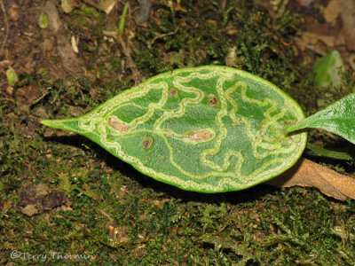 leaf riddled by leaf miners A1 - Sav.JPG