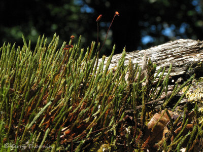 Moss - Polytrichum A1a - Sav.jpg