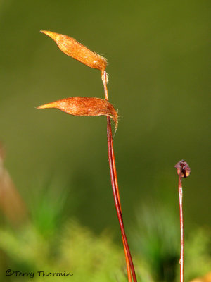 Moss spore capsules 1a - Sav.jpg