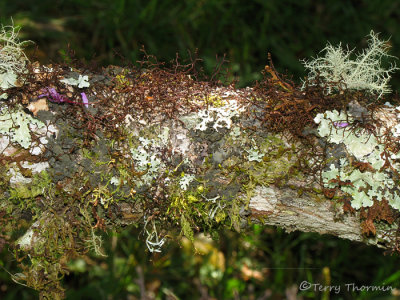 Lichens, liverworts and mosses on a branch 1 - Sav.JPG