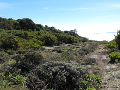 Cerro de la Muerte