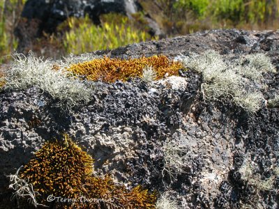 Moss and lichens (Cladina) on a rock 1 - CM.JPG