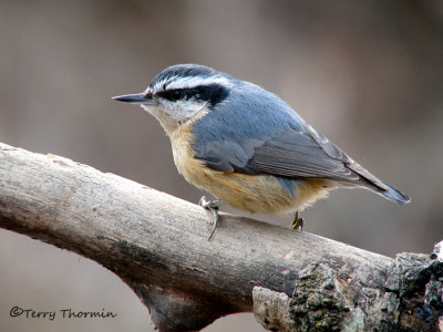 Red-breasted Nuthatch 18a.jpg