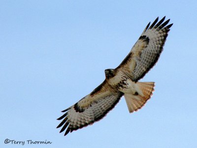 Red-tailed Hawk in flight 24a.jpg