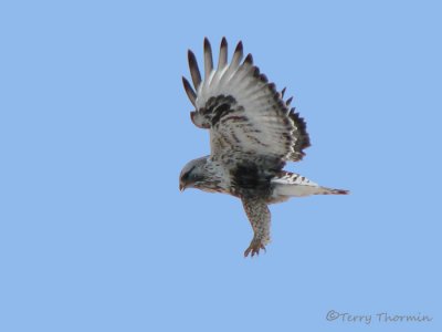 Rough-legged Hawk hovering 1b.jpg