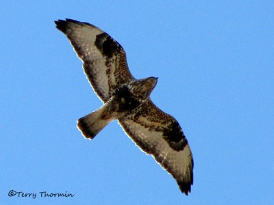 Rough-legged Hawk in flight 4b.jpg