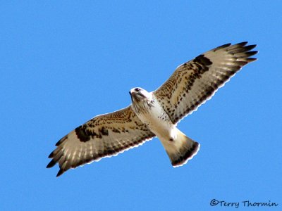 Rough-legged Hawk in flight 3a.jpg