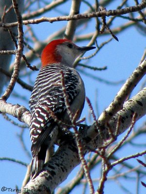 Red-bellied Woodpecker 1c.jpg