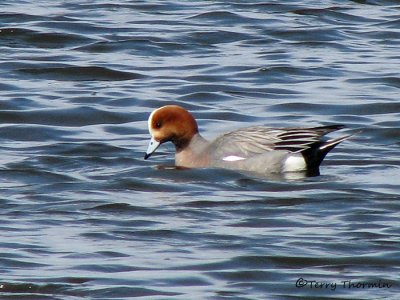 Eurasian Wigeon 1a.jpg