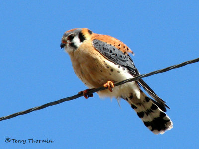 American Kestrel 1a.jpg