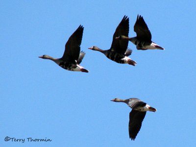 Greater White-fronted Geese in flight 1b.jpg