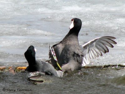 American Coots fighting 2a.jpg