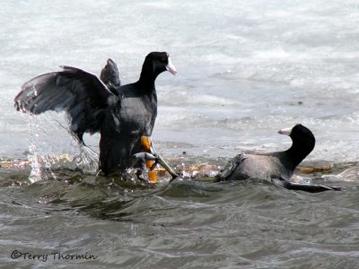 American Coots fighting 3a.jpg