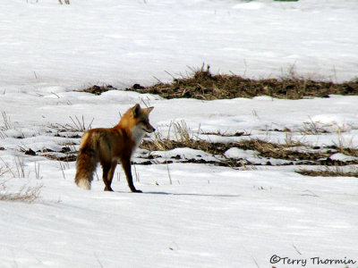 Red Fox 1a.jpg