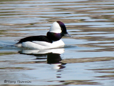 Bufflehead 7a.jpg