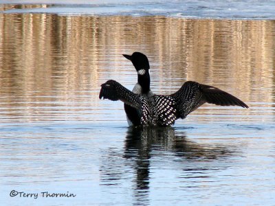 Common Loon 16a.jpg