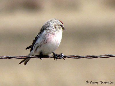 Hoary Redpoll 8a.jpg